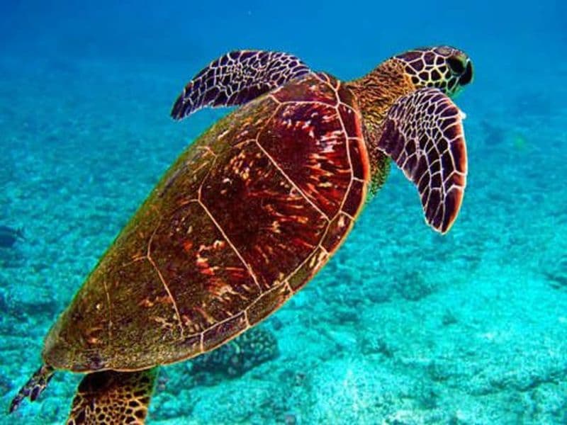 Billet Billet pour le Grand Aquarium de Saint-Malo (35)