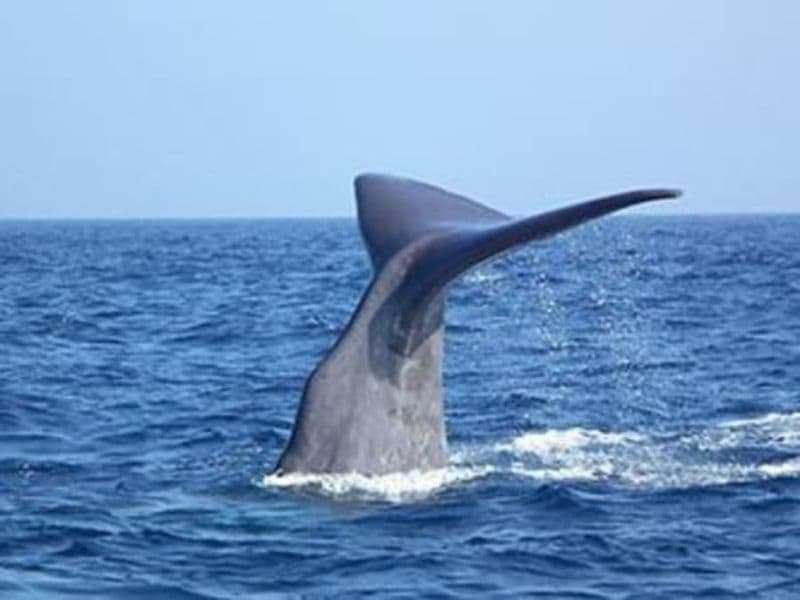 Billet Rencontre avec les Dauphins & Baleines en bateau à Bandol (83)
