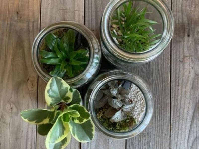 Billet Atelier terrarium à Villeurbanne (69)