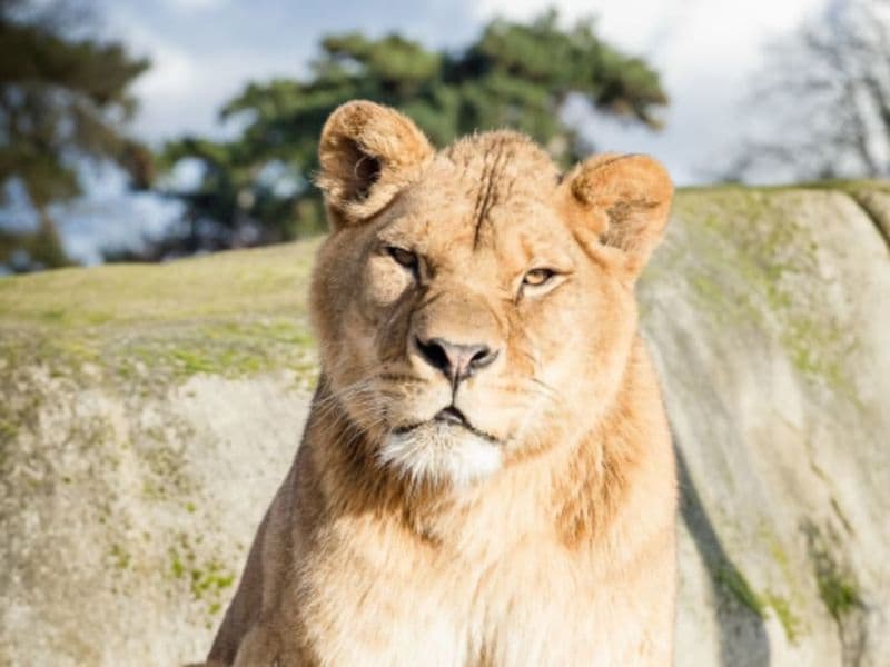 Billet Billet coupe-file pour le Parc Zoologique de Paris