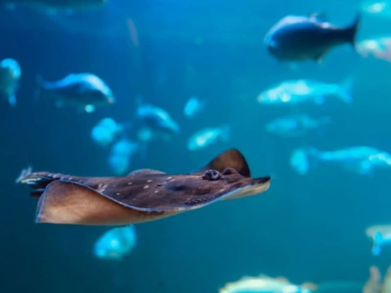 Billet Billet pour le Musée Aquarium Maréis (62)