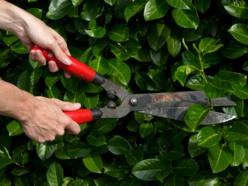 Billet Atelier "La taille au jardin" chez Truffaut Colomiers (31)