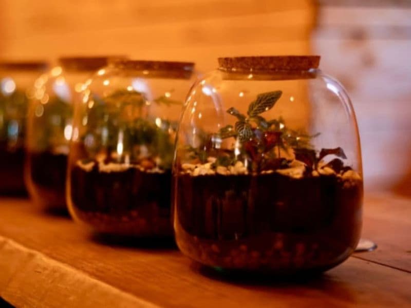 Billet Atelier apéro terrarium à Strasbourg (67)