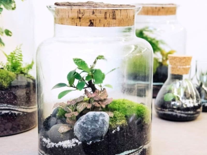 Billet Atelier terrarium moyen proche de Strasbourg (67)