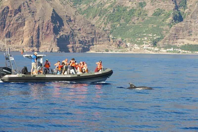 Billet Depuis Calheta : Observation des baleines et des dauphins de Madère en bateau