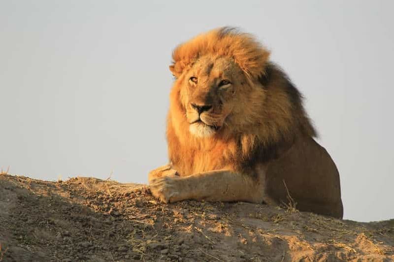 Billet Parc national de Chobe : safari en petit groupe depuis les chutes Victoria