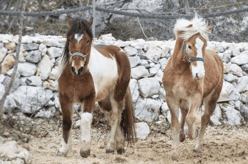Billet Campagne de Split : balade à cheval, Soparnik et forteresse de Klis