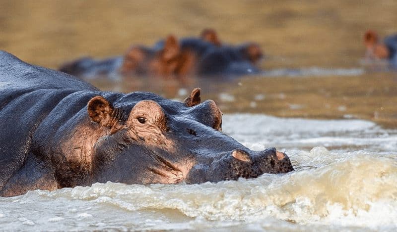 Billet Dar es Salaam : safari de 6 jours dans les parcs nationaux de Ruaha et Mikumi