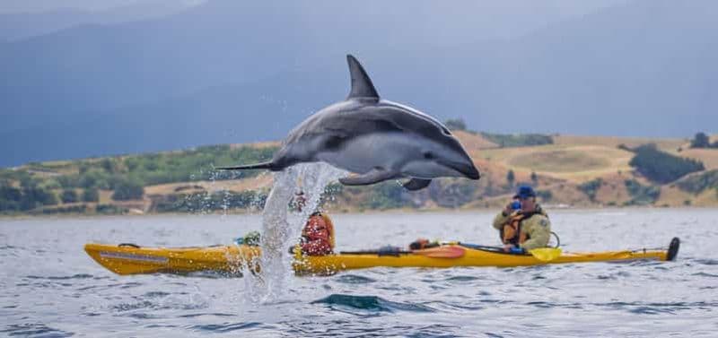 Billet Kaikoura : demi-journée de kayak pour la faune et la flore