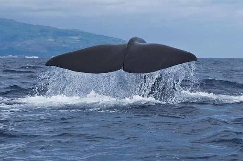 Billet Observation des baleines et des dauphins dans l'île de Pico