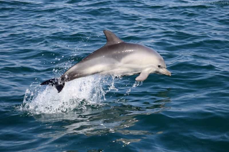 Billet Cascais : Observation des dauphins en bateau à moteur