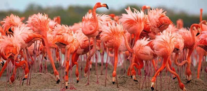 Billet Rio Lagartos et Las Coloradas : EcoSafari Flamingo Luxury