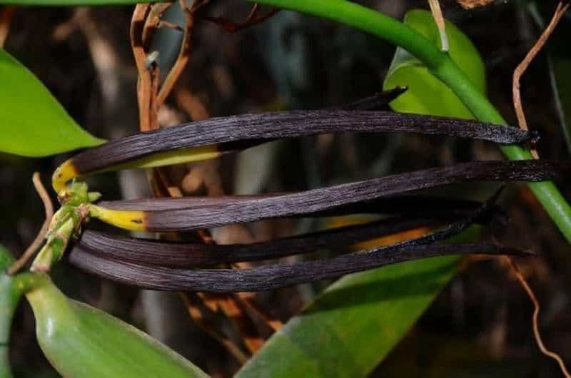 Billet Mnemba : plongée en apnée avec déjeuner, nage avec les tortues, plage de Kendwa