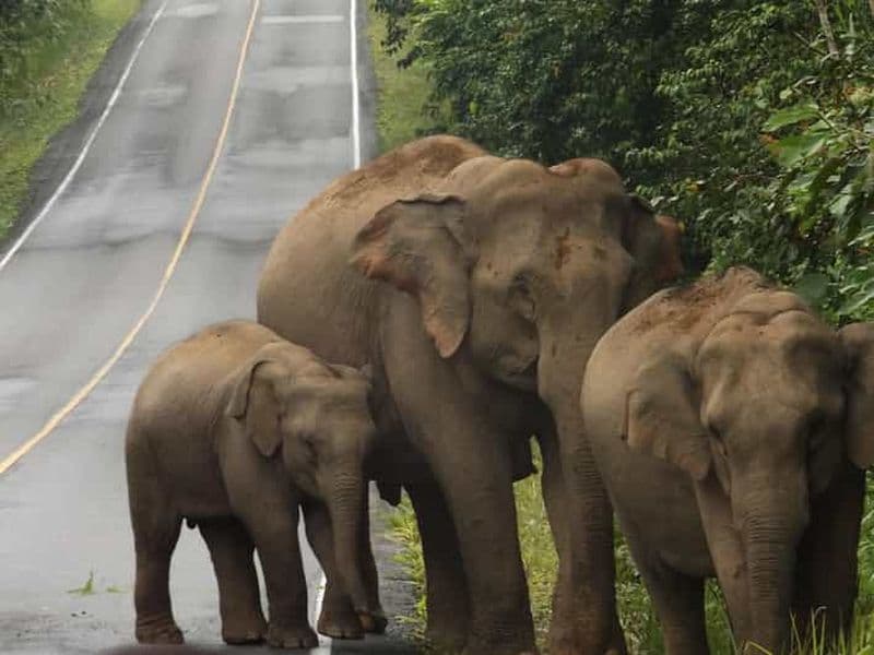 Billet Parc national de Khao Yai : visite privée de 2 jours au départ de Bangkok