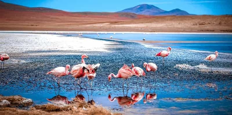 Billet Excursion d'une journée à San Pedro de Atacama : Désert d'Atacama et salines