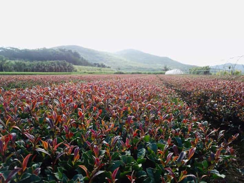 Billet Visite à la ferme du thé violet d'une journée au départ de Nairobi - Dégustation de thé et déjeuner