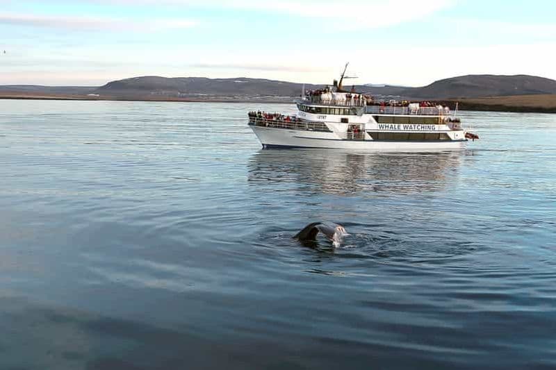 Billet Reykjavik : Observation des baleines avec un guide expert