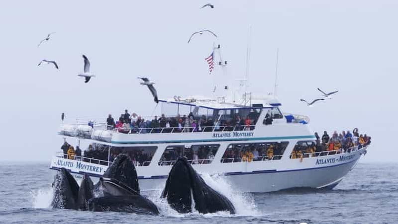 Billet Monterey: visite d'observation des baleines avec un guide marin