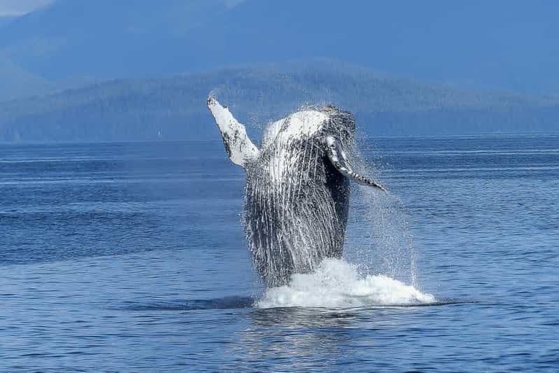 Billet Oahu : Croisière d'observation des baleines dans l'après-midi