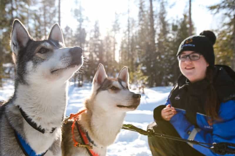 Billet Rovaniemi : Safari au Husky en journée
