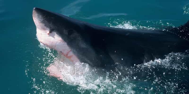 Billet Le Cap : excursion de plongée en cage avec les requins (avec petit-déjeuner et déjeuner)