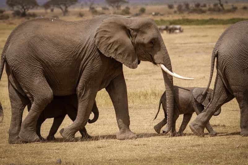 Billet Parc national d'Amboseli : visite d'une journée au départ de Nairobi