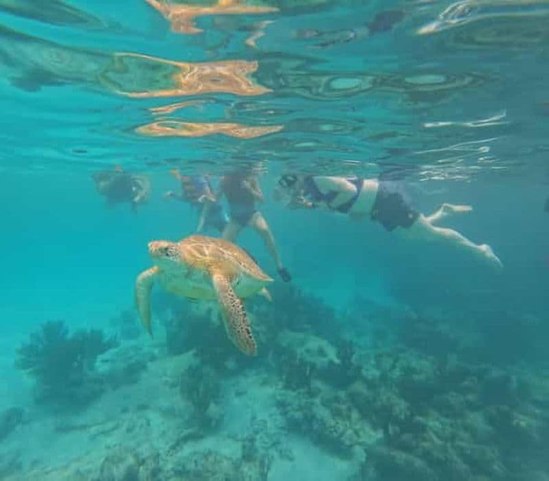 Billet Plage d'Akumal : snorkeling avec tortues et photos Gopro