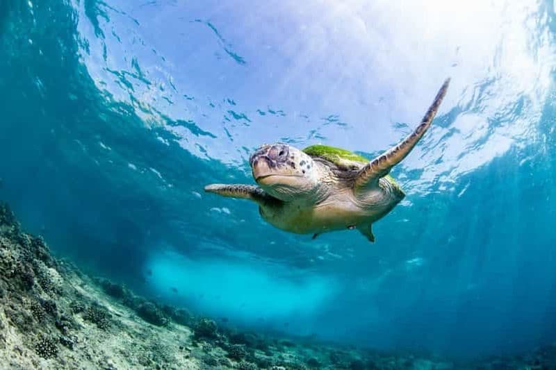 Billet Seeb : excursion de snorkeling aux îles Daymaniyat avec un déjeuner savoureux