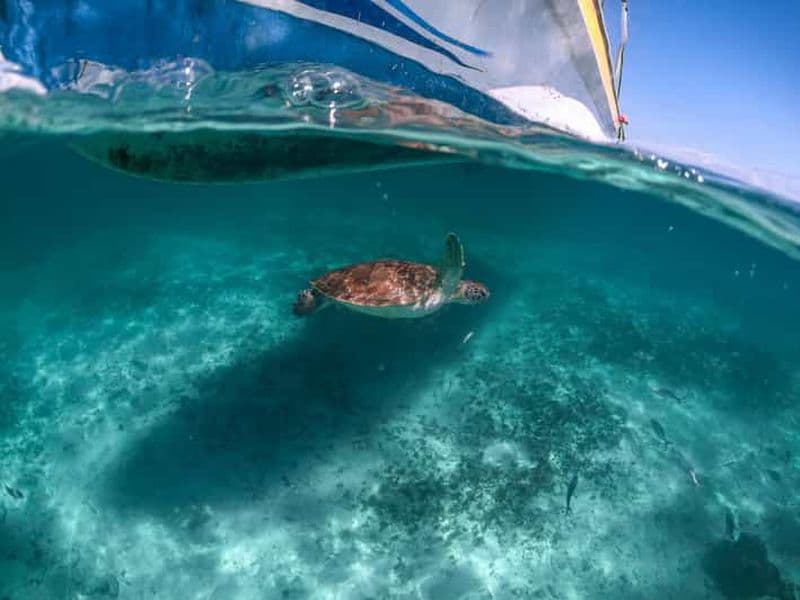 Billet Playa del Carmen : Nagez et faites de la plongée en apnée avec les tortues à la plage d'Akumal
