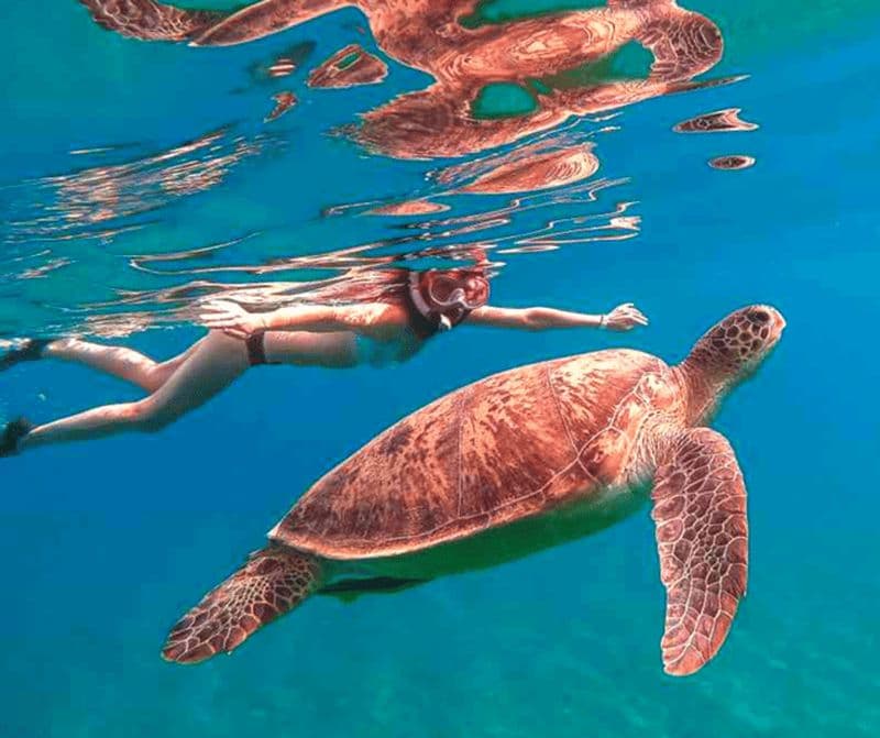 Billet Panglao : circuit dans les îles de Balicasag et observation des dauphins