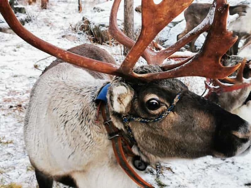Billet Rovaniemi : safari avec les rennes et huskys du Père Noël et barbecue sous les aurores boréales