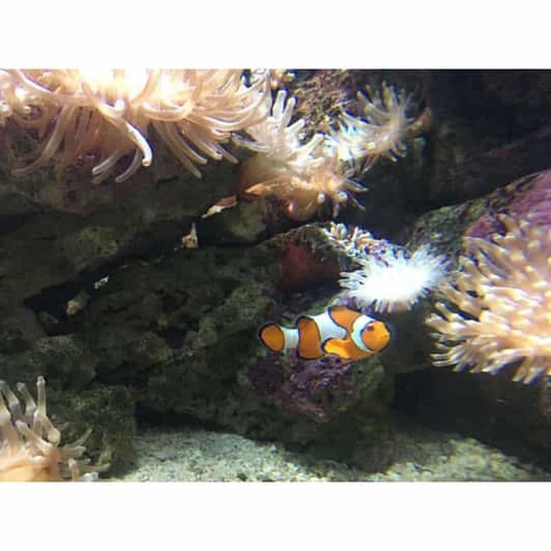Billet Aquarium de La Canée à Crète - visite guidée de la ville d'Héraklion