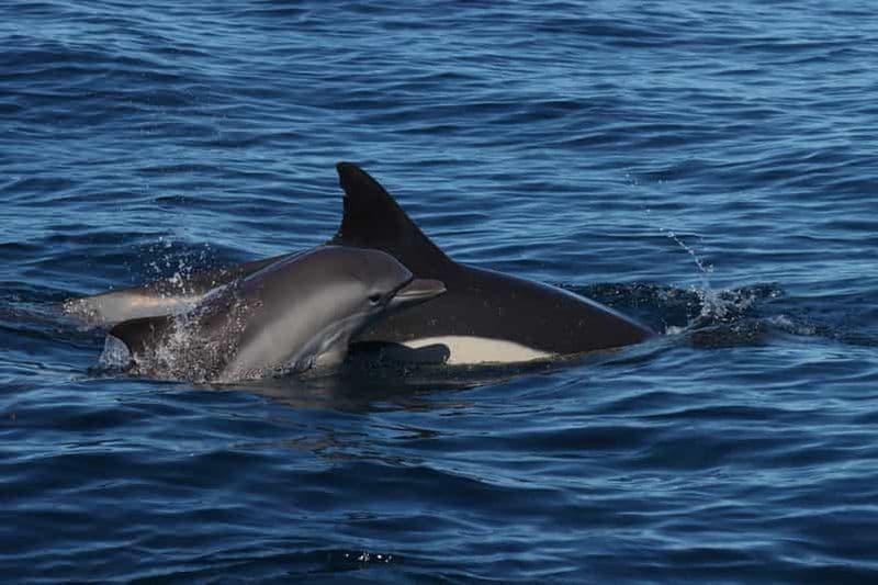 Billet Lagoa : observation des dauphins et visite de Benagil avec un guide biologiste