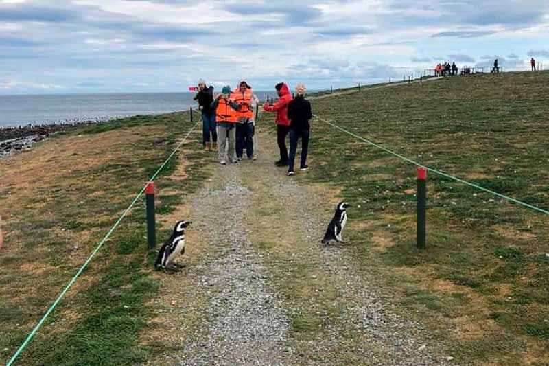Billet Punta Arenas : Navigation vers l'île Magdalena et promenade avec les manchots