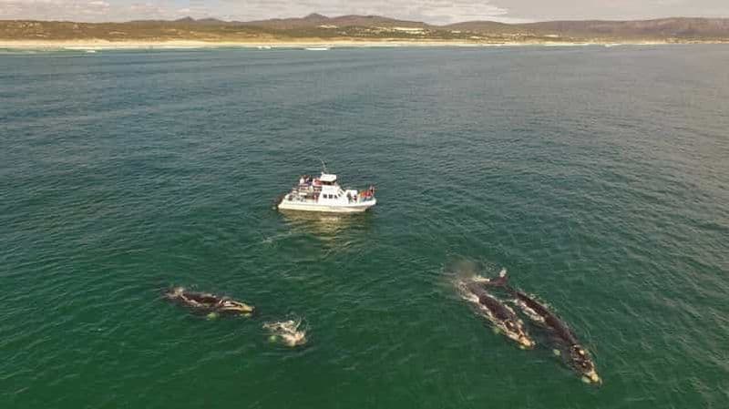 Billet Gansbaai : Observation des baleines en bateau