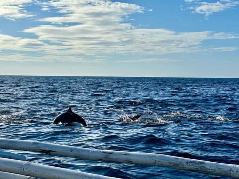 Billet Visite privée de Bohol Balicasag Is et observation des dauphins