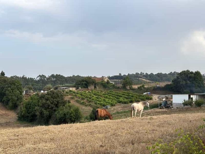 Billet Aventures à Óbidos : visites à pied au-delà des remparts du château