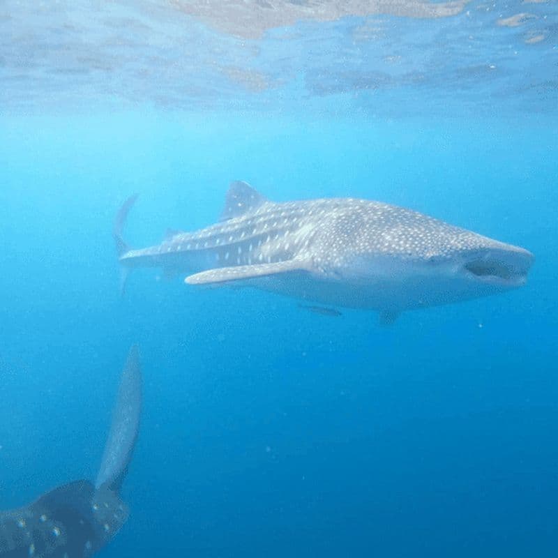 Billet Observation des requins-baleines à Bohol (Joiners/Shared)