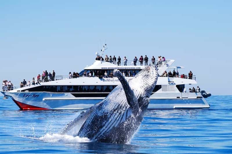 Billet Brisbane : croisière d'observation des baleines avec déjeuner