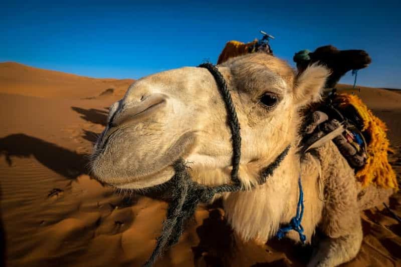 Billet Au départ de Marrakech : Merzouga 3 jours visite privée & Safari dans le désert