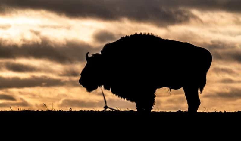 Billet Podlasie : safari nocturne avec caméra thermique et guide