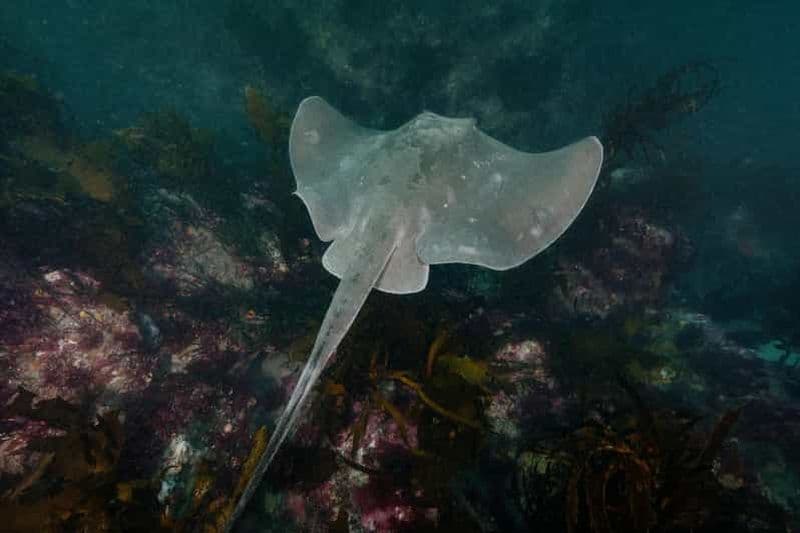 Billet Double plongée côtière avec équipement