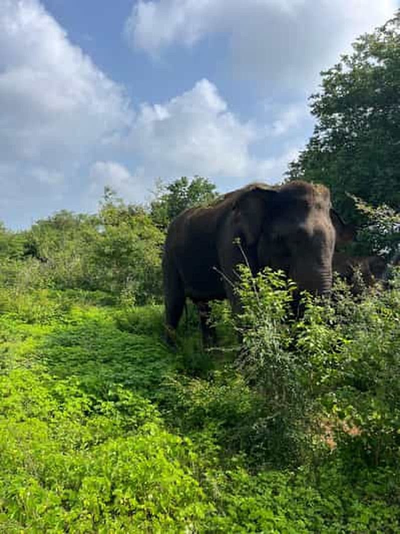 Billet Uda Walawe : Safari au parc national avec prise en charge à l'hôtel Ahungalla