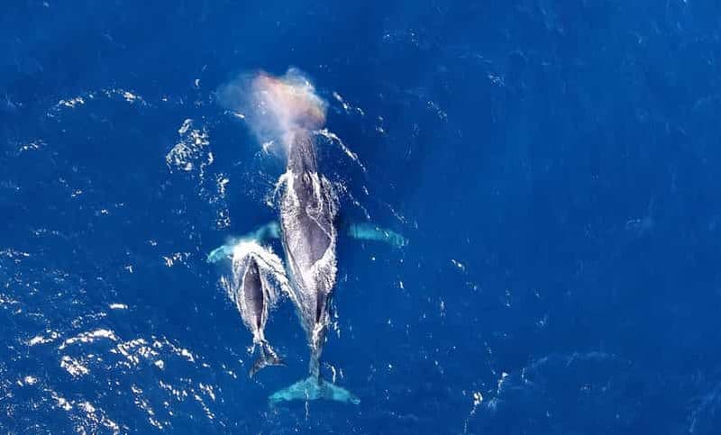 Billet Naha, Okinawa : excursion d'une demi-journée pour observer les baleines dans les îles Kerama