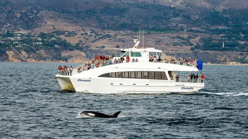 Billet Long Beach : Croisière d'observation des baleines et des dauphins