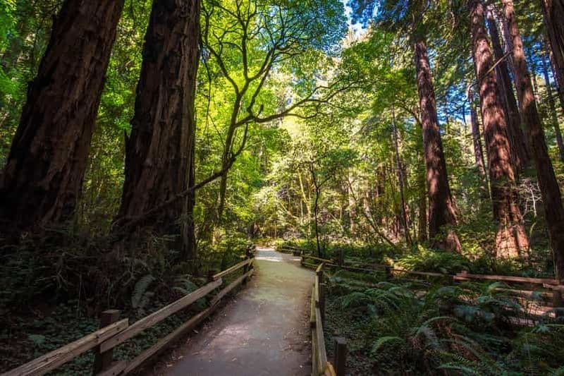 Billet San Francisco : Visite de Muir Woods, San Francisco et Sausalito