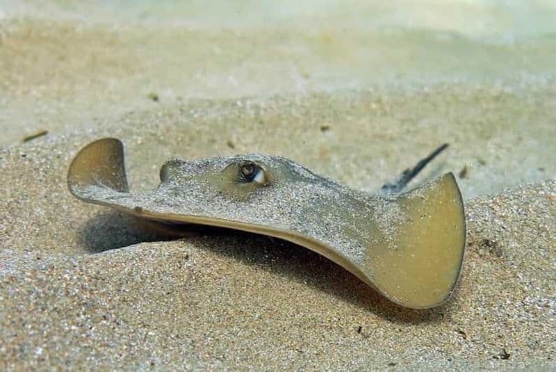 Billet Plongée sous-marine à Las Canteras