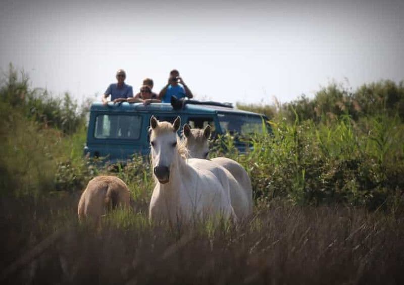 Billet Aigues Mortes : Safari photo en Jeep en Camargue