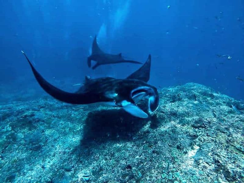 Billet Au départ de Bali/Nusa Penida : Excursion de plongée en apnée à Manta Point