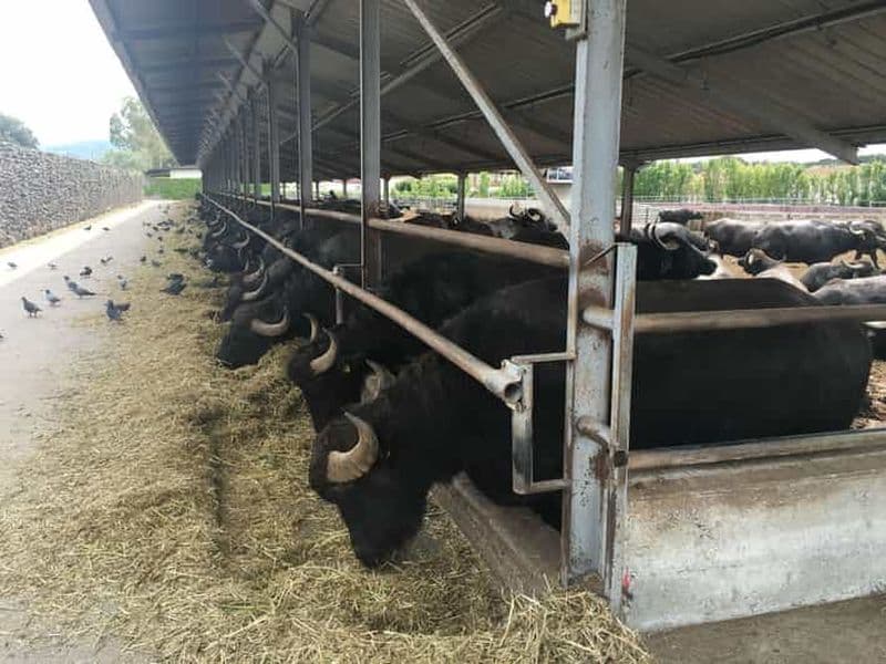 Billet Excursion exclusive : Excavations de Paestum et visite d'une fromagerie avec dégustation et déjeuner